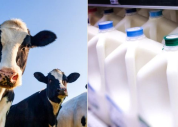 Bird flu virus found in grocery store milk, but no risk to customers, FDA says