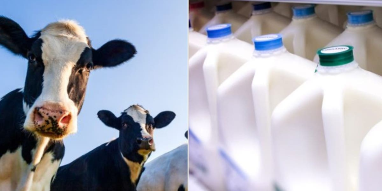 Bird flu virus found in grocery store milk, but no risk to customers, FDA says