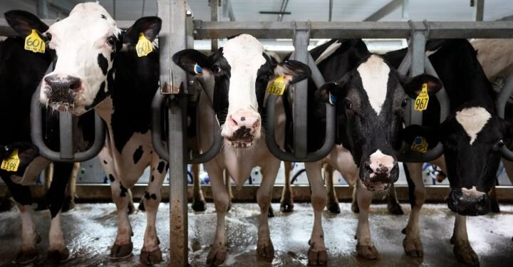 Bird Flu Outbreak Spreads in U.S. as Fourth Farm Worker Tests Positive – National Update Bird Flu Outbreak Spreads in U.S. as Fourth Farm Worker Tests Positive – National Update