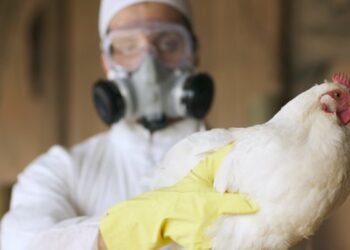 Bird Flu Pandemic Warning: Scientists Fear Slow Motion Unfolding