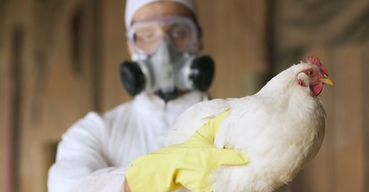 Bird Flu Pandemic Warning: Scientists Fear Slow Motion Unfolding